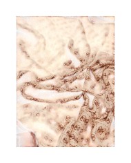 Sciarpa Guess Donna Noelle 4G Logo 90 x 180 Printed Scarf Latte Brown